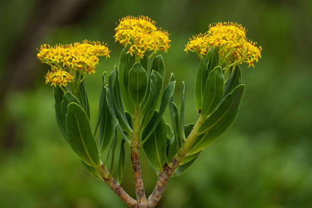 Rhodiola rosea bienfaits
