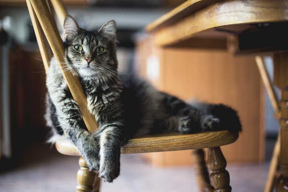 Chat sur sa chaise