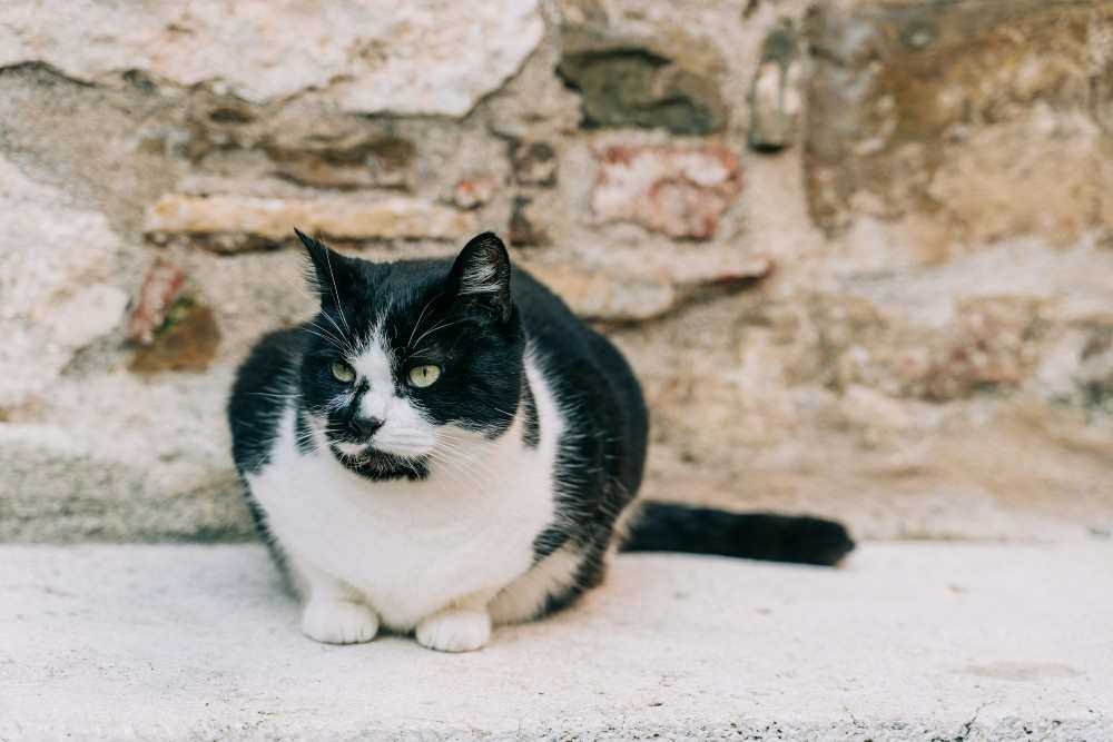 Comment meurt un chat diabétique, chat noir et blanc