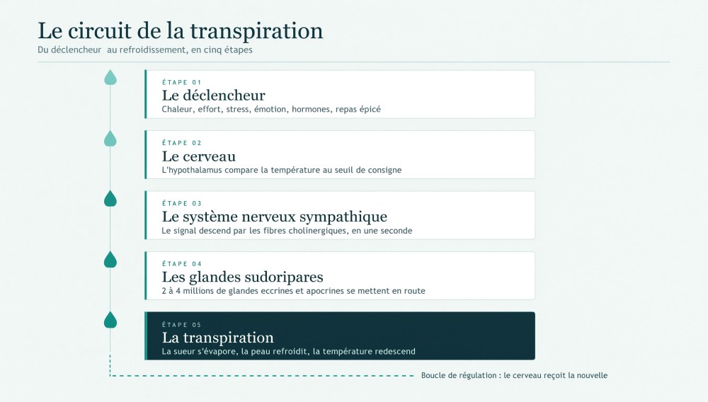 Circuit de la transpiration